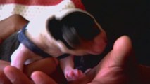 Insolite : Cette petite chienne est née avec six pattes et deux queues aux États-Unis