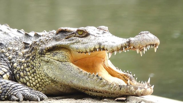 Un crocodile du Siam, extrêmement rare et en danger d'extinction, a été aperçu en Thaïlande