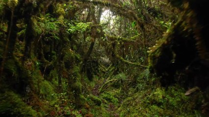 Oiseaux : l’Akalat à sourcils noirs disparu depuis 172 ans a fait sa réapparition à Bornéo