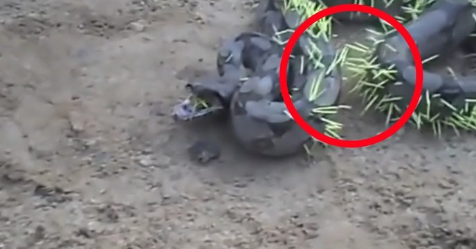 Schlange sucht sich das falsche Opfer aus: Nach der Attacke ist sie komplett verändert (Video)