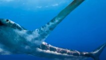 Au Mexique, le fossile d'un requin ailé vieux de 93 millions d'années passionne