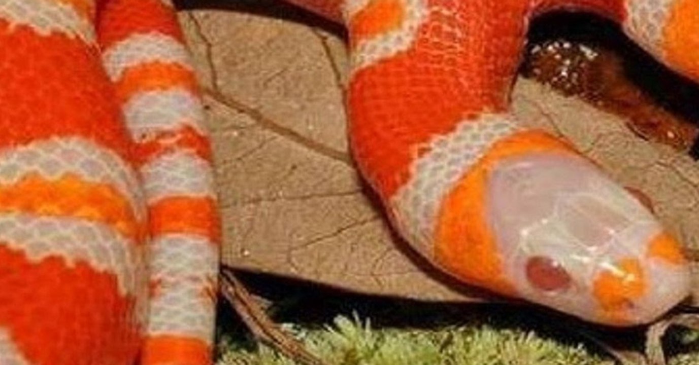 Extrem selten: Diese Schlange jagt allen Menschen wahnsinnige Angst ein