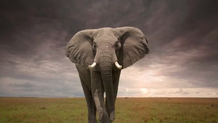 Inde : un éléphant creuse un trou pendant 11 heures, voici ce qu'il s'y trouvait