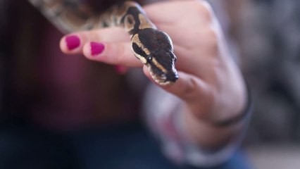 Défense des animaux : PETA dévoile une nouvelle vidéo édifiante de serpents gonflés à mort pour leur peau