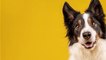 Animaux : pourquoi votre chien vous regarde dans les yeux quand il fait caca ?