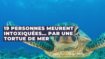 Madagascar : 19 personnes meurent après avoir mangé la chair d'une tortue de mer