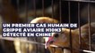 Grippe aviaire H10N3 : un premier cas humain détecté en Chine