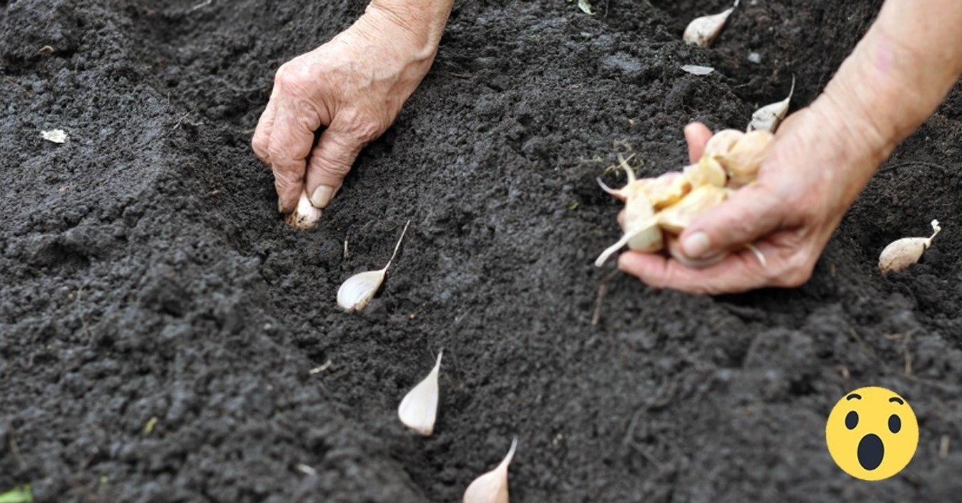 Anleitung: knoblauch selbst anbauen
