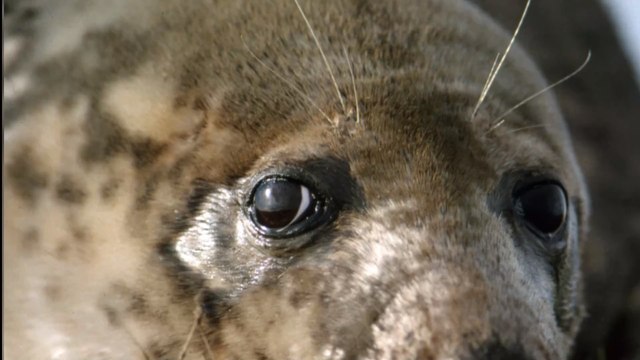 Un phoque endormi sur la plage provoque la curiosité des passants