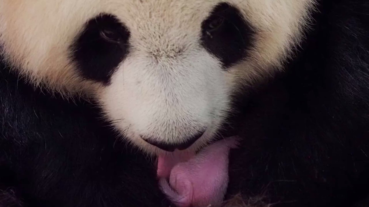 Panda : naissance de deux pandas au ZooParc de Beauval (PHOTOS)