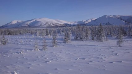 Sibérie : un animal "ressuscite" après avoir été congelé durant 24.000 ans dans le permafrost