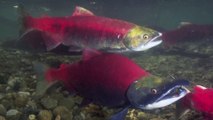 Réchauffement climatique : des saumons meurent brûlés par la chaleur de l’eau