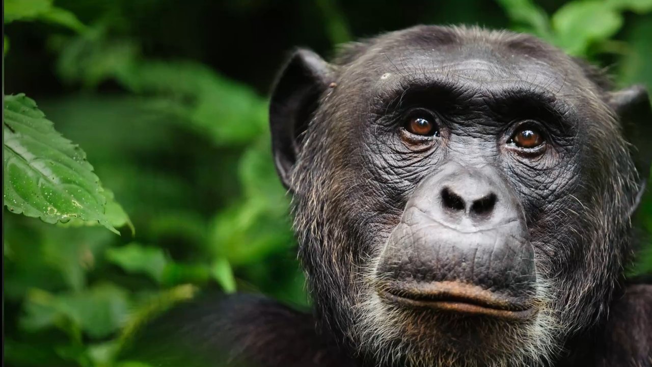 Insolite : les mammifères pourraient respirer par l'anus en cas d'urgence