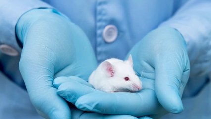 Des souris paralysées marchent de nouveau après l'injection d'un gel