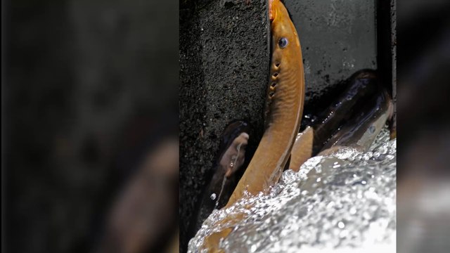 Australie : un dinosaure suceur de sang découvert lors d'une visite touristique