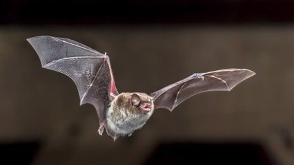 Argentine : un fossile de chauve-souris vampire géante vieux de 100 000 ans découvert