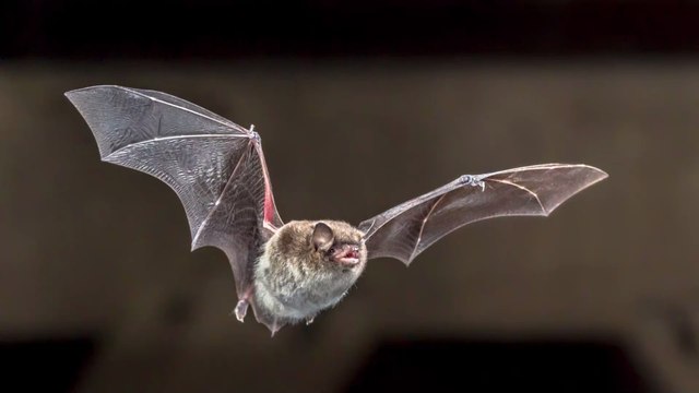 Argentine : un fossile de chauve-souris vampire géante vieux de 100 000 ans découvert