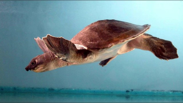 Tortue au nez de cochon : un fossile vieux de 5 millions d'années découvert en Australie