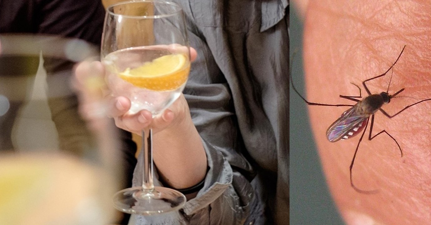 Gin und Tonic schützen vor Mückenstichen