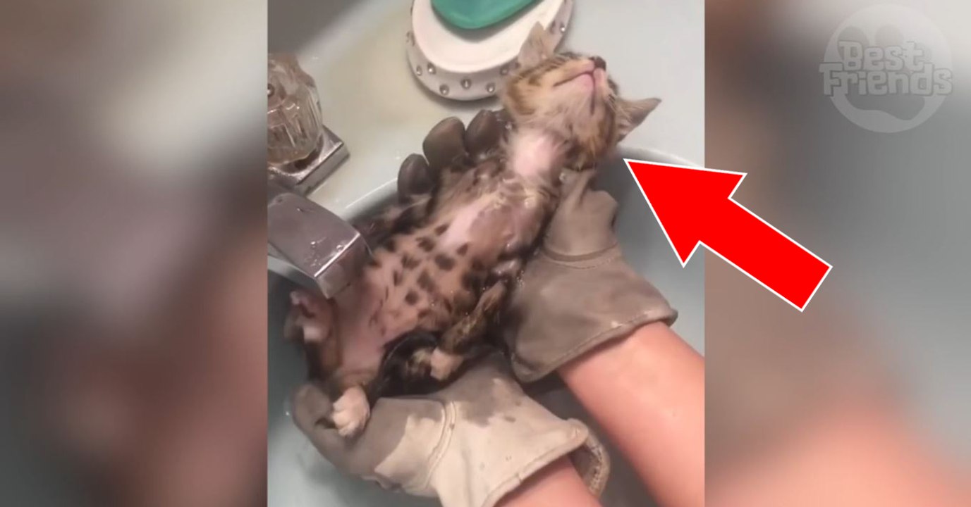 Ce petit chat errant prend son tout premier bain avec sa maîtresse