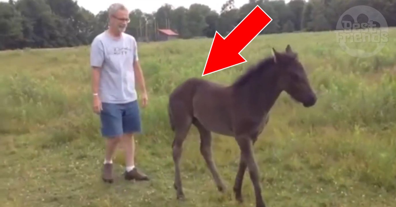 Ce poulain adore quand son propriétaire lui gratte les fesses!