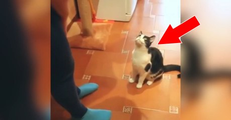 Ce chat veut se faire porter dans les bras de sa maîtresse, et il sait se faire comprendre!