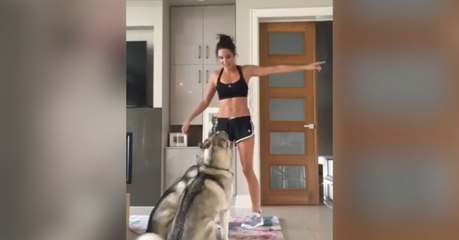 Ces deux Huskys veulent participer à la séance de sport de leur maîtresse