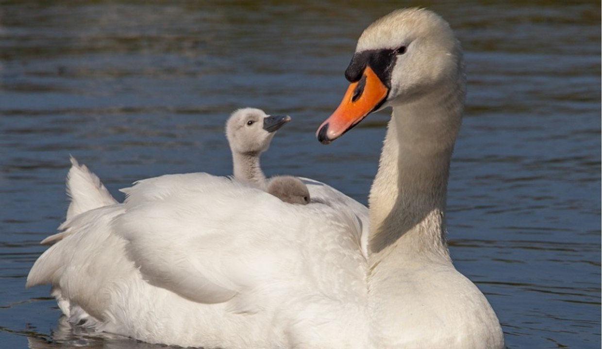 Treize cygnes retrouvés décapités près d'une base nautique