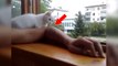Ce chaton surveille de près le bras de son maître près du rebord de fenêtre...