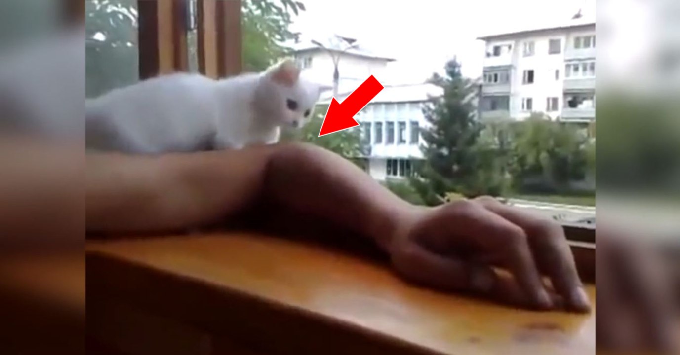 Ce chaton surveille de près le bras de son maît...