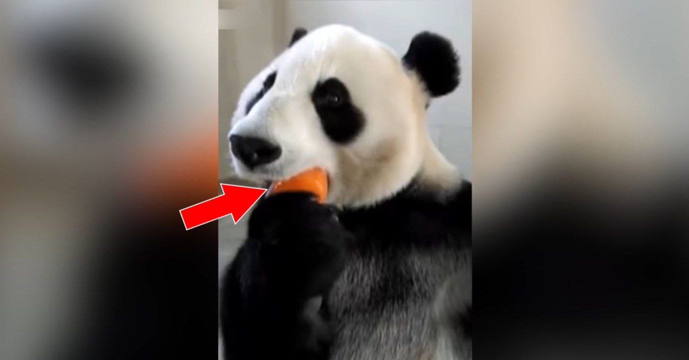 Ce gros panda est en train de manger une glace, et c'est vraiment trop mignon!