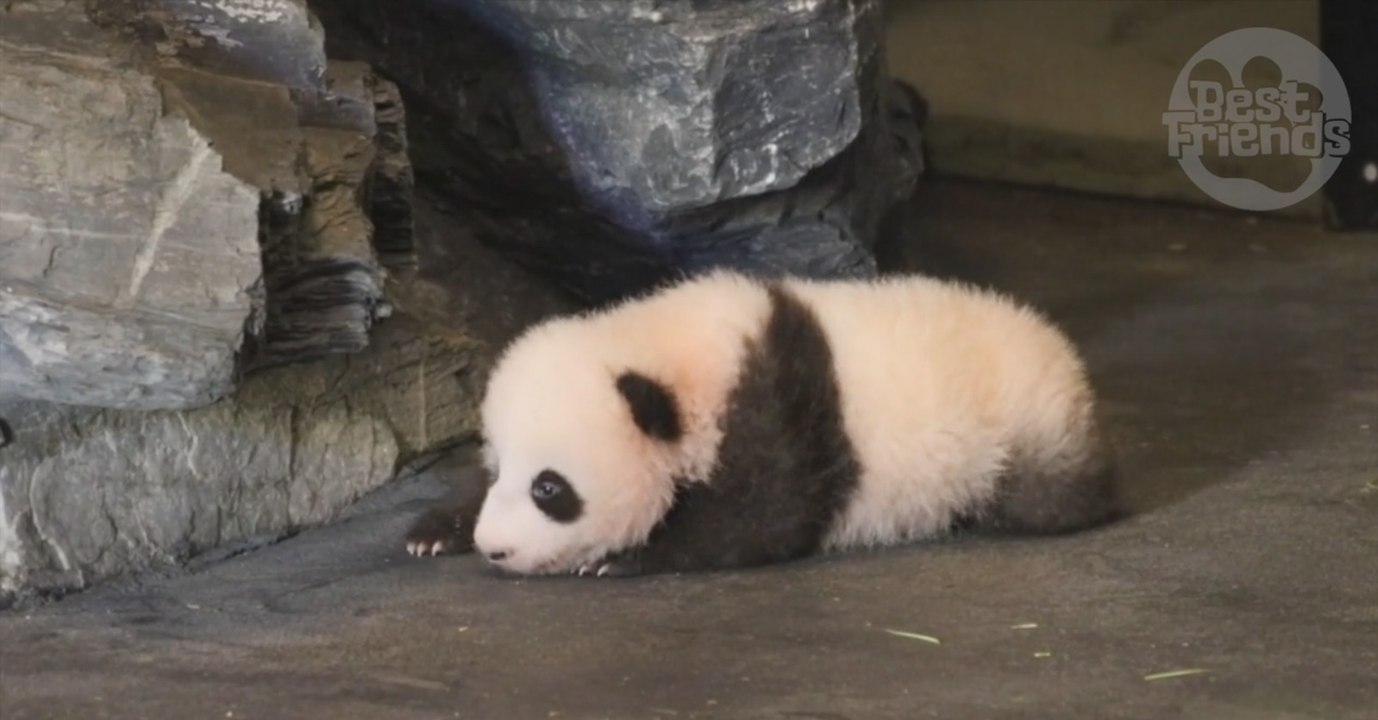 Au zoo de Pairi Daiza, ce bébé panda a fait ses premiers pas et fait craquer tout le monde