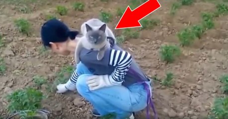 Ce chat adore être perché sur sa maîtresse quand elle fait du jardinage