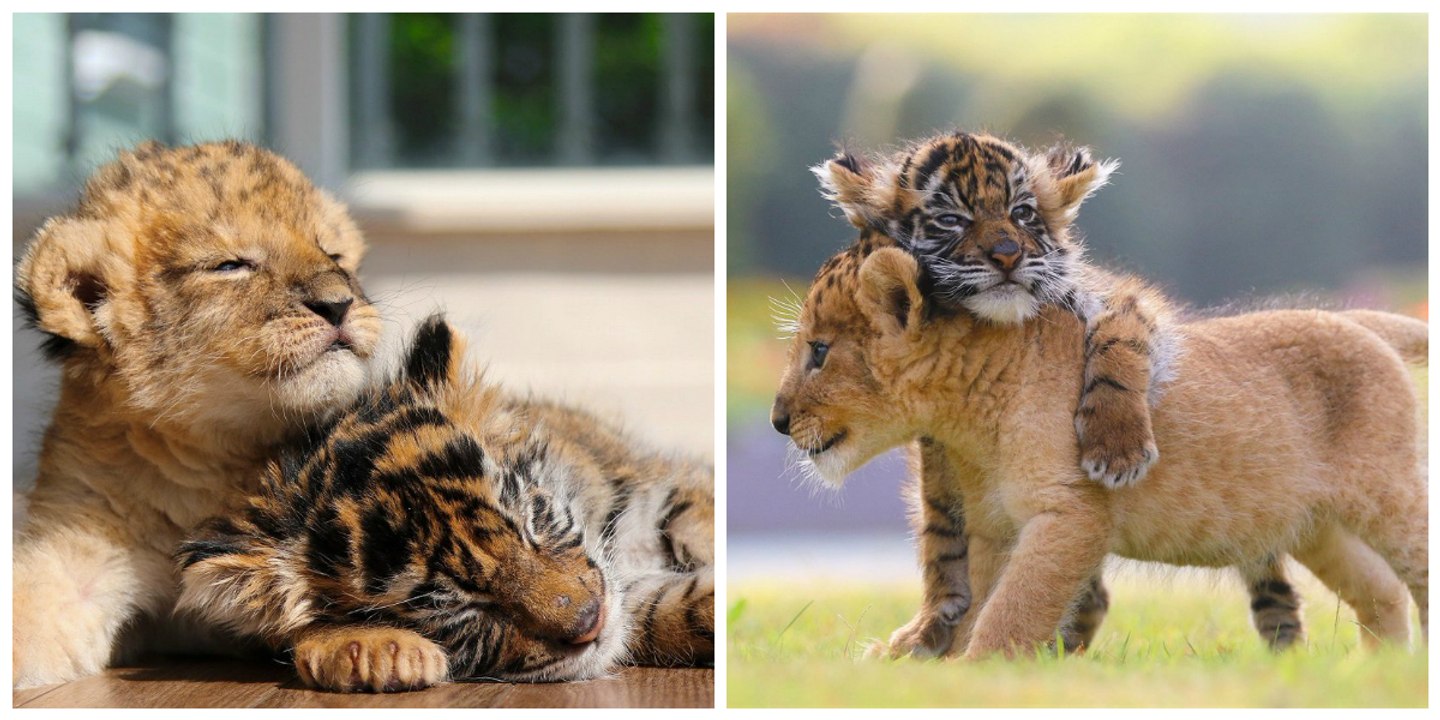 Au Japon, un bébé tigre et un lionceau devenus...