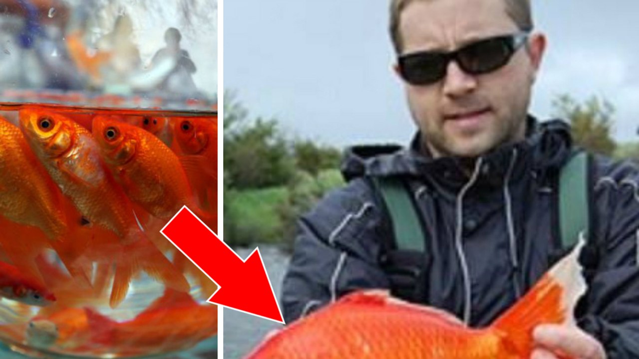 Voilà pourquoi il ne faut jamais jeter les poissons rouges dans les toilettes ou dans les rivières