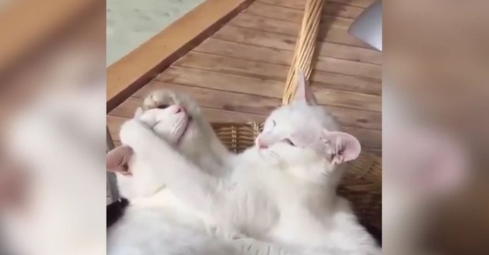 Ces deux adorables chats sont en pleine séance de câlins