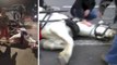 New York : Norman, un cheval d'attelage, s'effondre de fatigue en pleine rue. Les photos ont choqué tout le monde