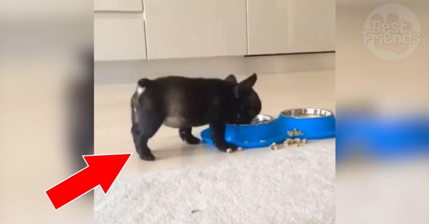 Quand il mange, ce petit bouledogue a un réflexe incroyable avec ses pattes arrière!