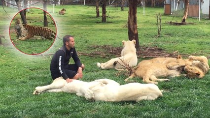 Un léopard s'apprête à attaquer son soigneur... Mais il est stoppé net par un tigre