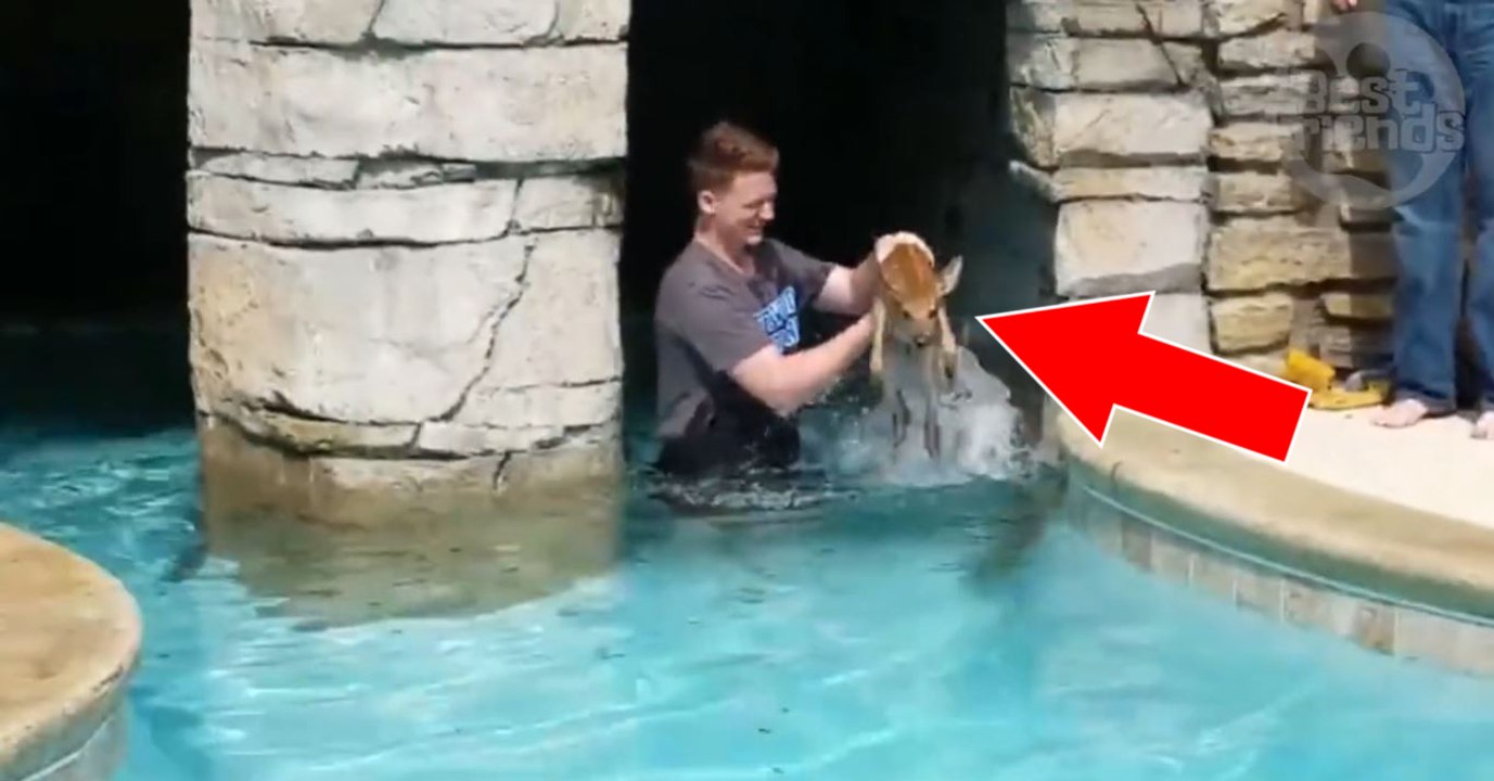 Un homme sauve un faon tombé dans sa piscine... à deux reprises !