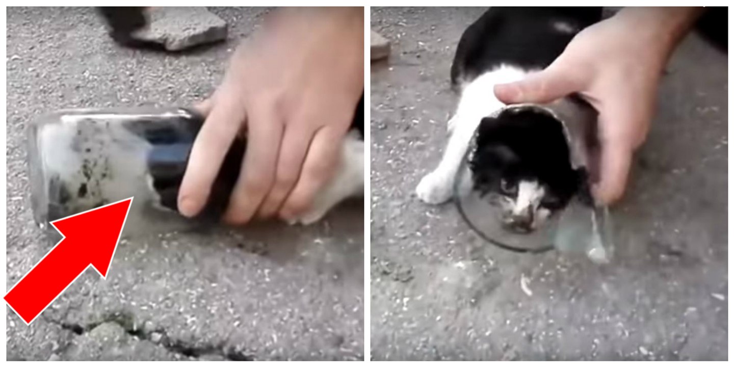 Ce chaton était coincé dans un bocal en verre, mais cet homme l'a sauvé grâce à son marteau