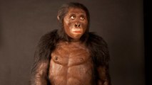 On sait enfin comment l'australopithèque 