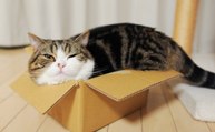 Voici la vraie raison qui fait que les chats aiment tant se cacher dans des boîtes