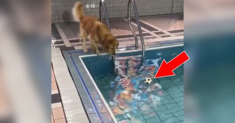 Ce chien cherche un moyen de récupérer sa balle dans la piscine