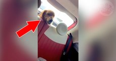 Quand elle active l'essuie-glace de sa voiture, son labrador a une réaction hilarante