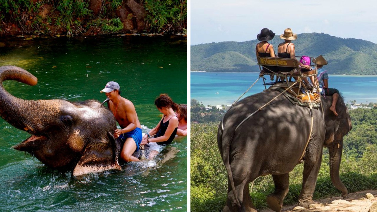 Thaïlande : évitez à tout prix de monter sur le...