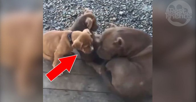 Ces deux chiots ont trouvé le meilleur endroit pour se reposer