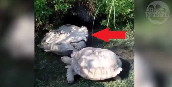 Coincée sur le dos, cette tortue est secourue par sa congénère au cours d'un geste très touchant