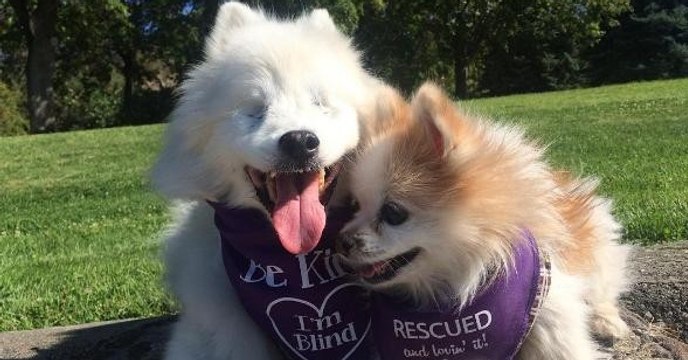 Ce chien non-voyant bénéficie de son propre chien guide d'aveugle