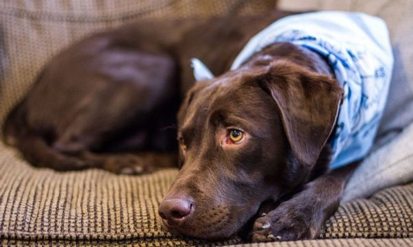 Kidnappé dans le Gers, ce labrador a été retrouvé 8 mois plus tard dans le Lot-et-Garonne